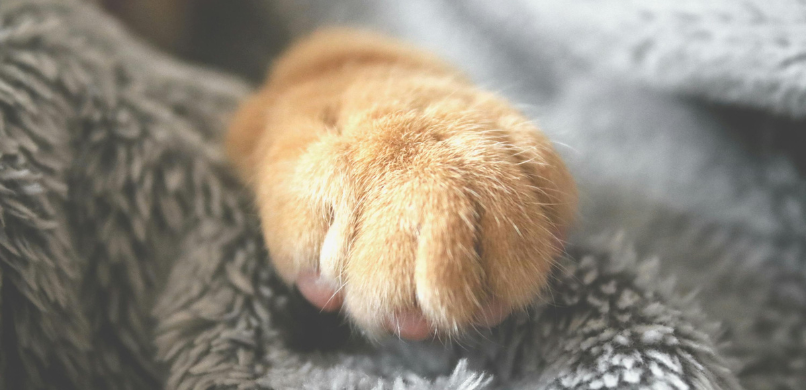 Nagels knippen huisdier (hond of kat)