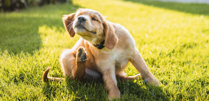 Waarom krabt hond
