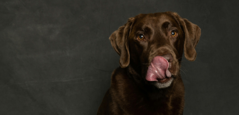 Waarom likt een hond