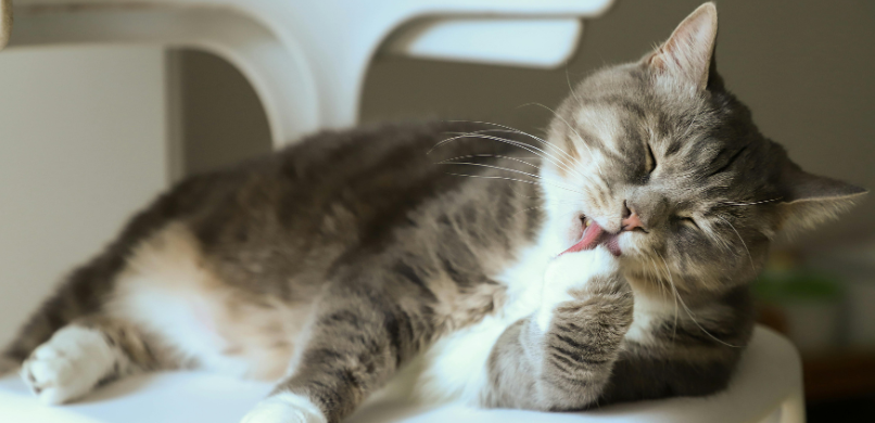 Waarom likt een kat