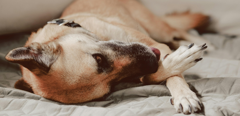 Waarom likt mijn hond zijn poten