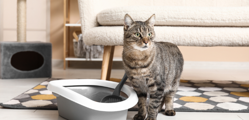 Waarom plast mijn kat in huis