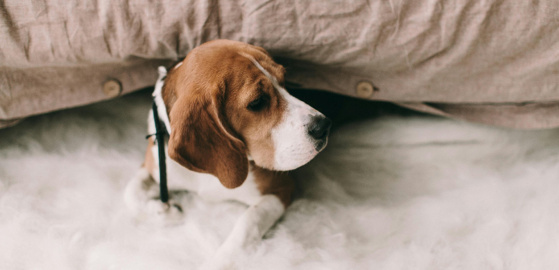Waarom trilt mijn hond