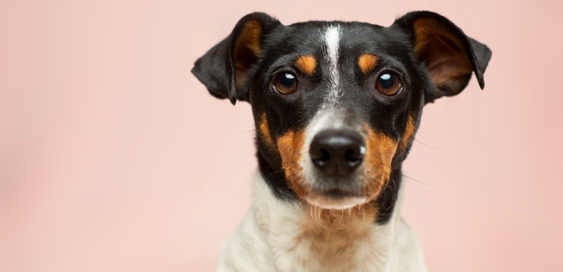 Deze blog gaat over de online dierenarts