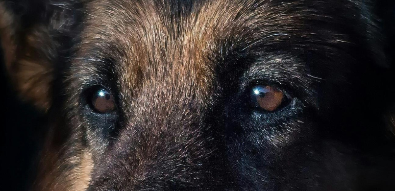 Welke kleuren kunnen honden zien