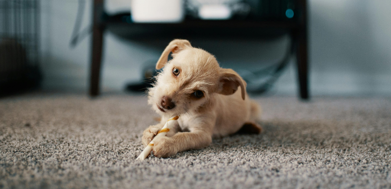 In deze blog lees je alle dingen die je nodig hebt voor je puppy