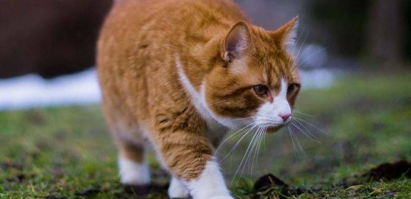 Diarree bij katten