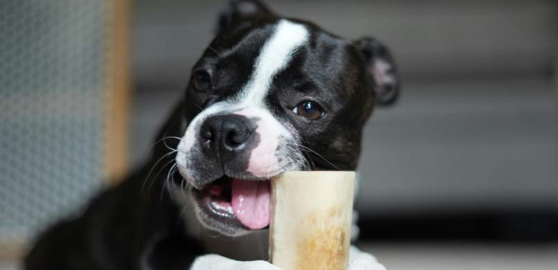Gebit controleren hond