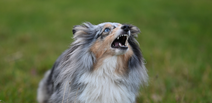 Hond hees blaffen