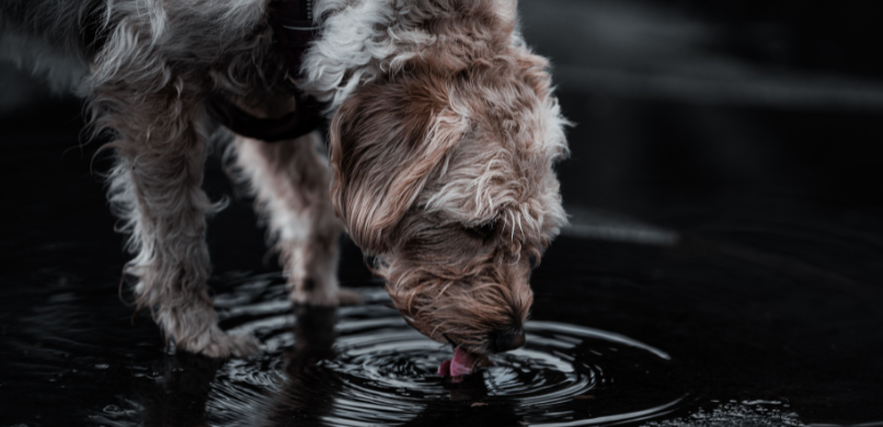 Hond drinken