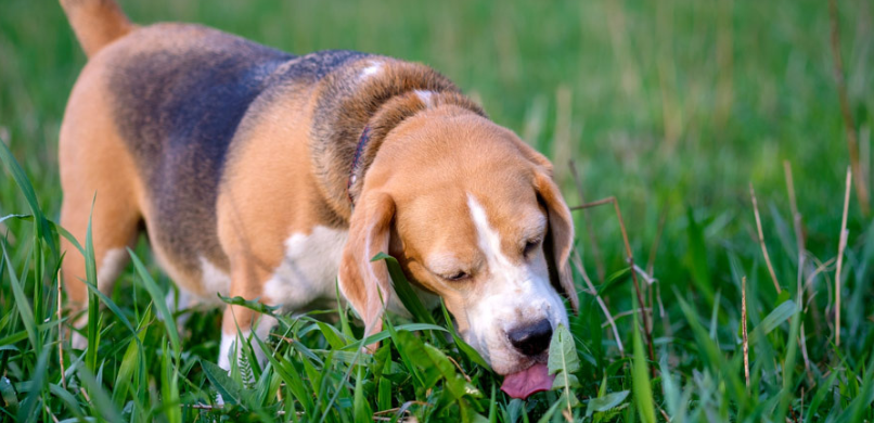 Hond gras eten