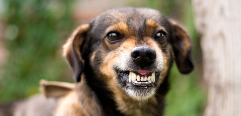 hond grommen