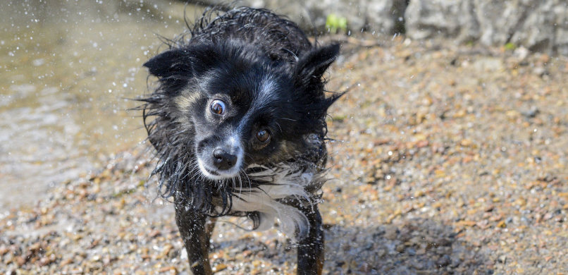 hond hoofd schudden