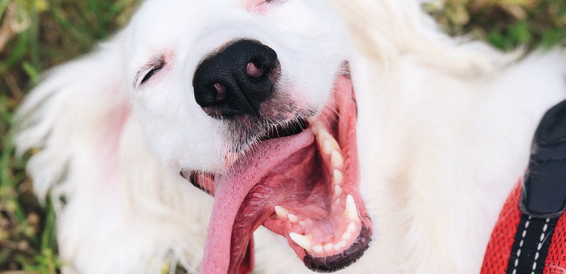 Hond slechte adem