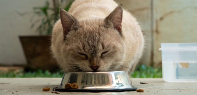 kat eet niet