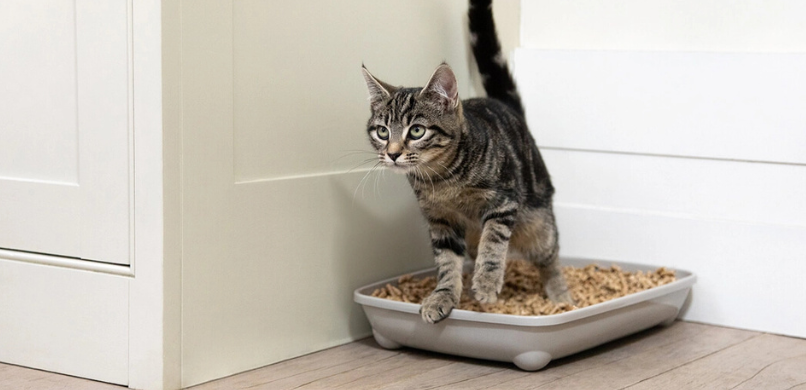 Waarom Plast mijn Kat buiten de Kattenbak?