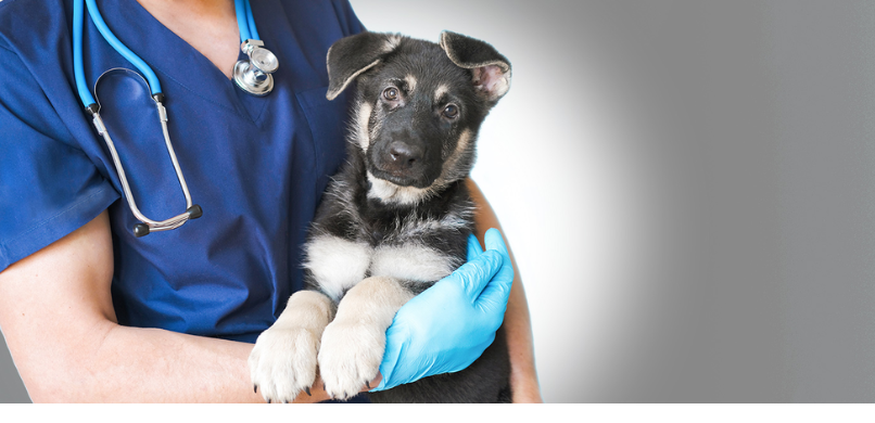 puppy vaccinaties
