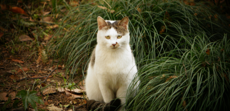 Teken bij katten